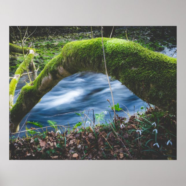 Zauberwald Poster (Vorne)
