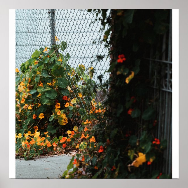 Zaun Blumen Poster (Vorne)