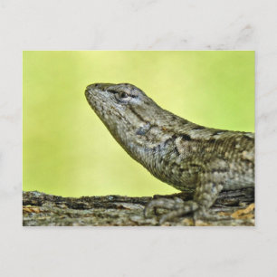 Zaun Lizard Postcard. Postkarte