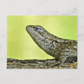 Zaun Lizard Postcard. Postkarte