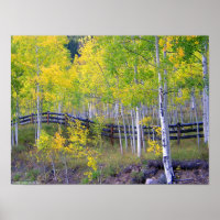 Zaun mit Aspens