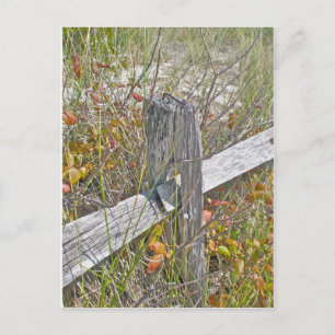 Zaun und Gift IBSP NJ-Koordinationsgegenstände Postkarte