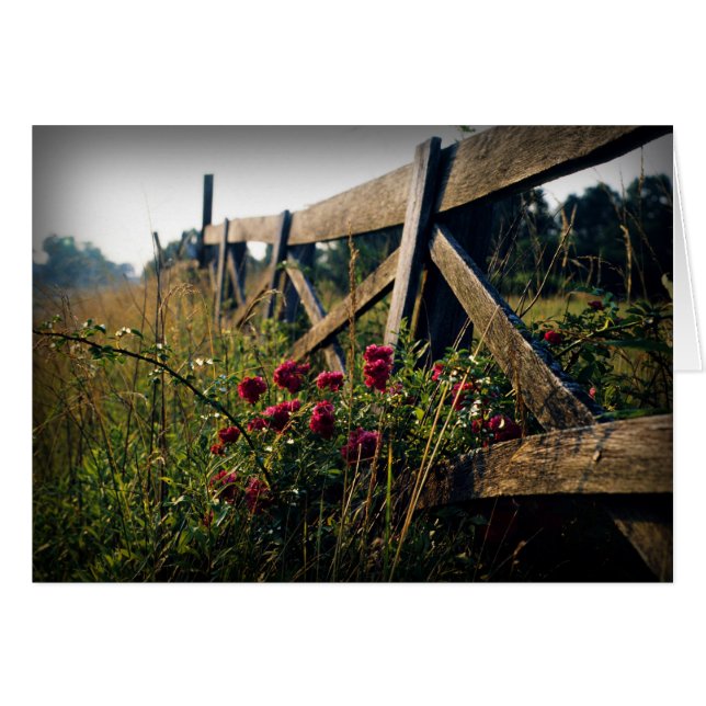 Zaun und Rose (Vorderseite (Horizontal))