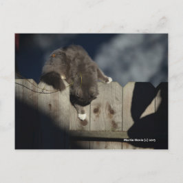Zaunkatze (18) postkarte