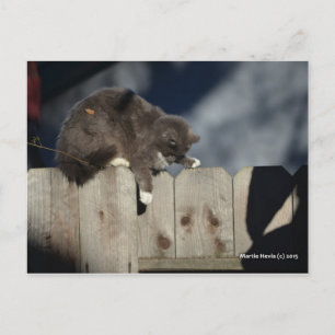 Zaunkatze (9) postkarte