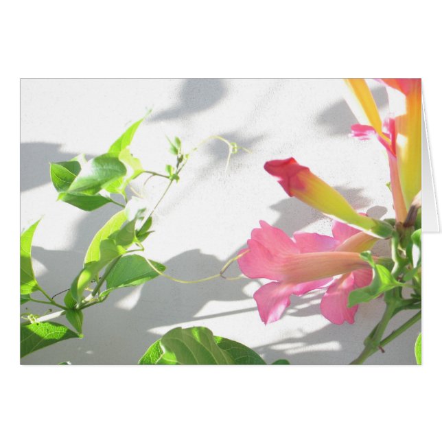 Zazzle II (Vorderseite (Horizontal))