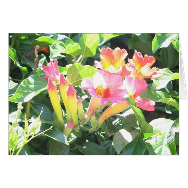 Zazzle III (Vorderseite (Horizontal))