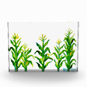 Zea mays fotoblock