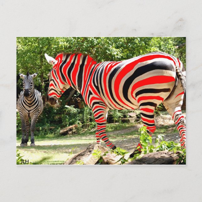 Zebhuh? durch JLH Postkarte (Vorderseite)