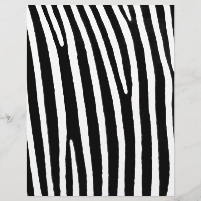Zebra (Vorderseite)