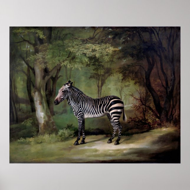 Zebra (1763) Gemälde  Poster (Vorne)