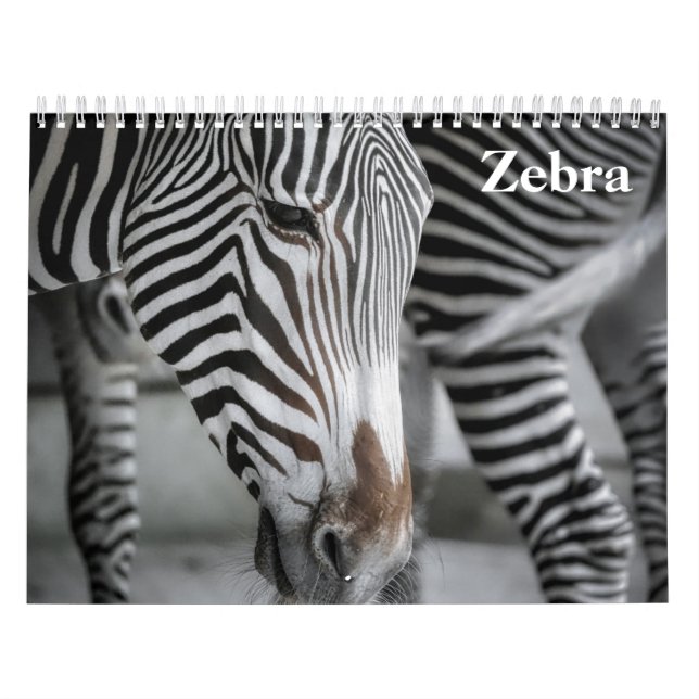 Zebra 2025 kalender (Titelbild)