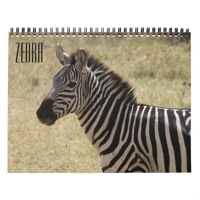 Zebra 2027 kalender (Titelbild)