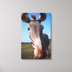 Zebra 2 leinwanddruck