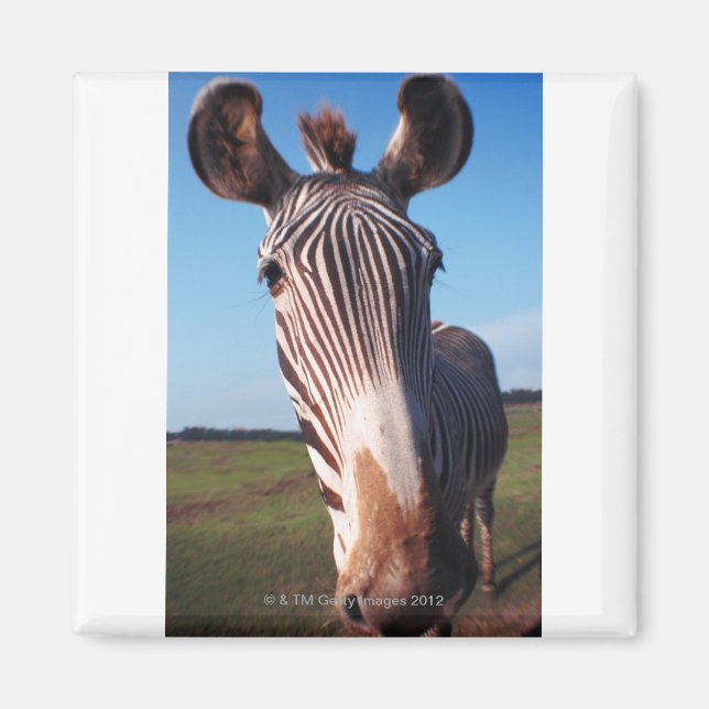 Zebra 2 magnet (Vorne)