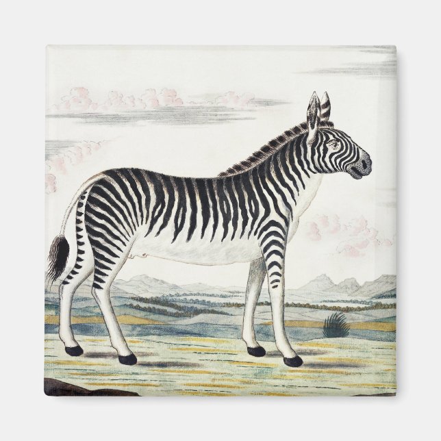 Zebra Africa Stripe Animal Zeichnend Illustration Magnet (Vorne)