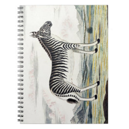 Zebra Africa Stripe Animal Zeichnend Illustration Notizblock