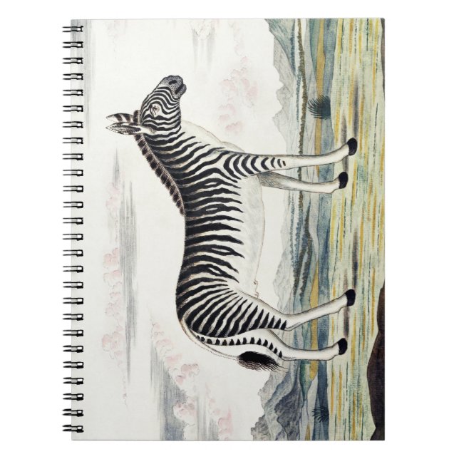 Zebra Africa Stripe Animal Zeichnend Illustration Notizblock (Vorderseite)