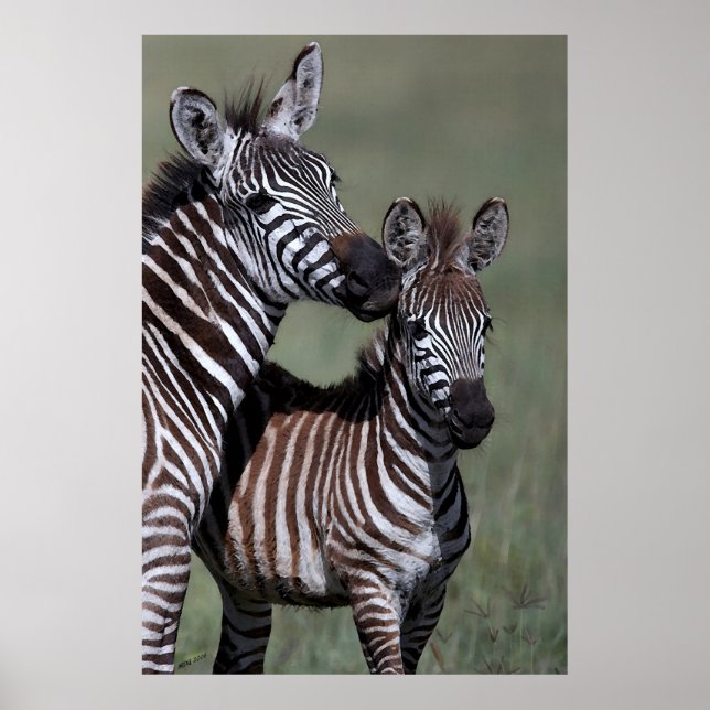 Zebra African Wildlife Poster Print (Vorne)