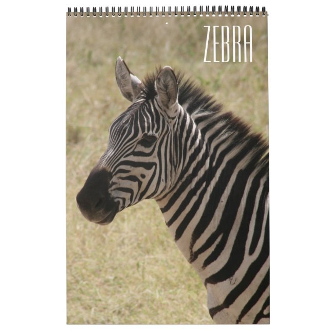 Zebra Afrika Kalender (Titelbild)