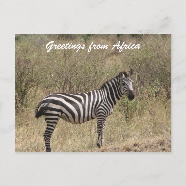 Zebra allein postkarte (Vorderseite)