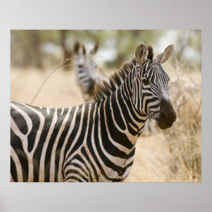 Zebra am Meru Nationalpark, Kenia. Poster