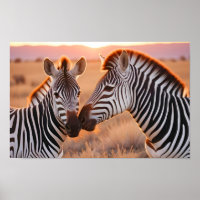 Zebra Animal Nature Zuneigung Gekümmert