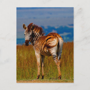 Zebra auf dem Berg Postkarte