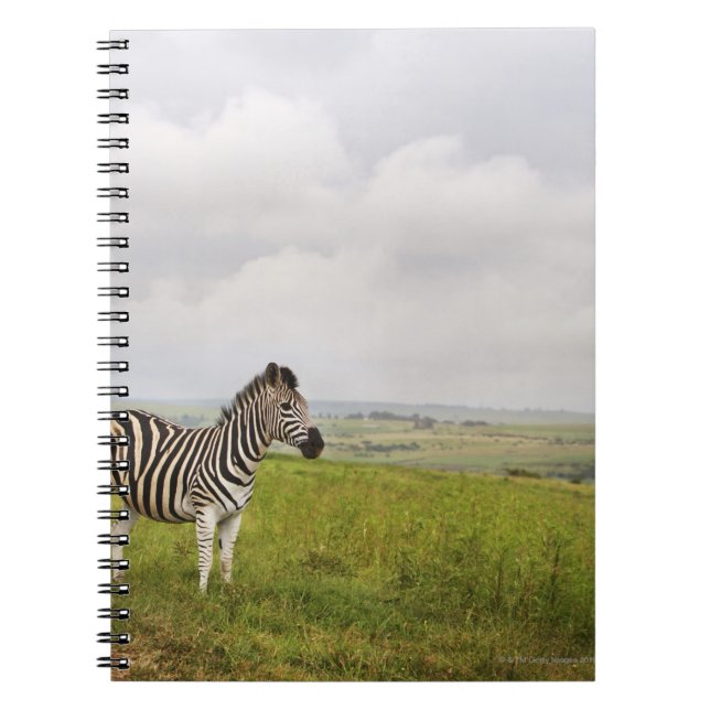 Zebra auf dem Land, Südafrika Notizblock (Vorderseite)