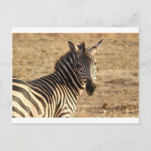Zebra auf der Savannah Postkarte