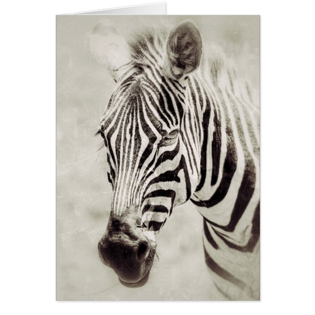 Zebra: Auf Nah und persönlich (Vorne)