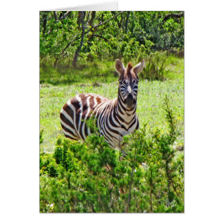Zebra auf Yeager Nebenfluss Rd, Johnson City, TX