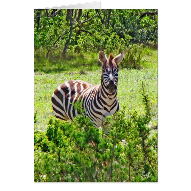Zebra auf Yeager Nebenfluss Rd, Johnson City, TX (Vorne)