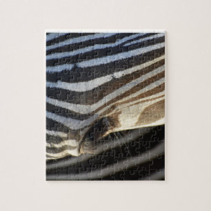 Zebra-Augen-Rätsel Puzzle