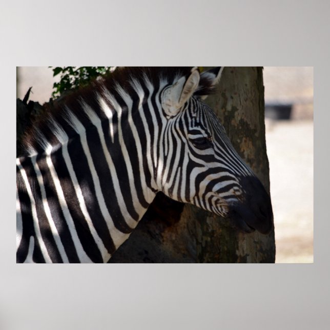 Zebra aus Afrika Poster (Vorne)