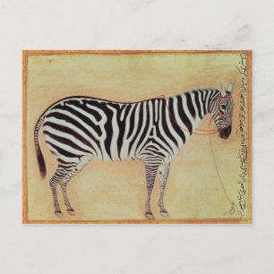 Zebra, aus dem "Minto Album", Mughal, 1621, Postkarte