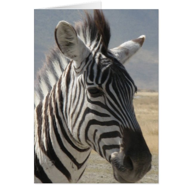 Zebra Baby (Vorne)