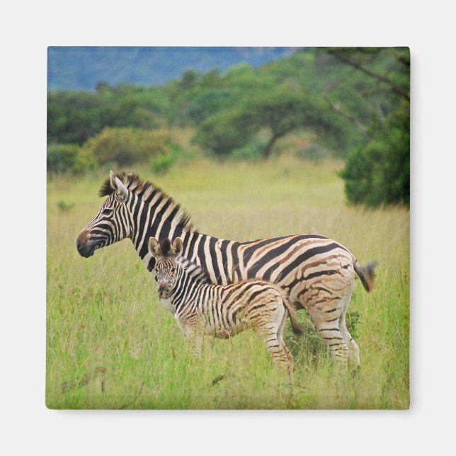 Zebra Baby and Mom Magnet (Vorne)