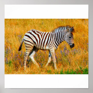 Zebra Baby Poster