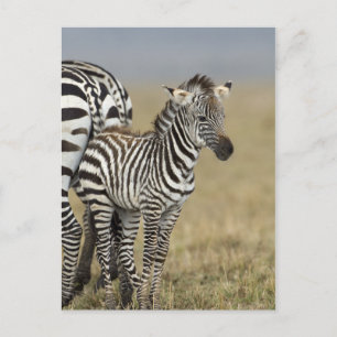 Zebra Baby Postkarte