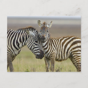 Zebra Baby Postkarte