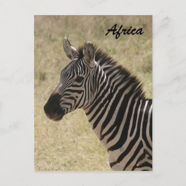 Zebra bemähnt postkarte (Vorderseite)