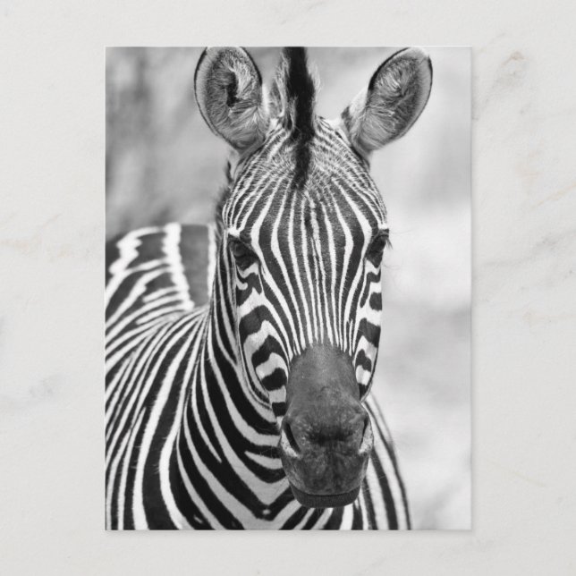 Zebra Birthday Postcard Postkarte (Vorderseite)