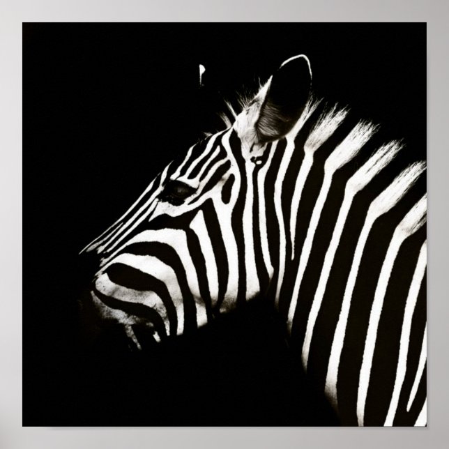 Zebra Black and White Stripes Animal Poster (Vorne)