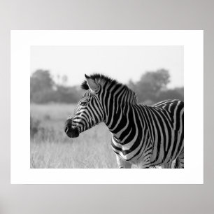 Zebra Black & White Print Poster