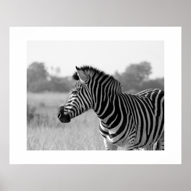 Zebra Black & White Print Poster (Vorne)