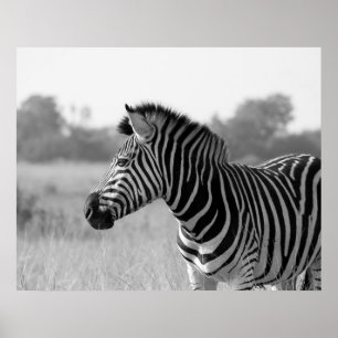 Zebra Black & White Print Poster