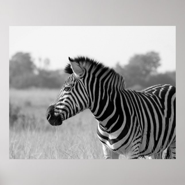 Zebra Black & White Print Poster (Vorne)