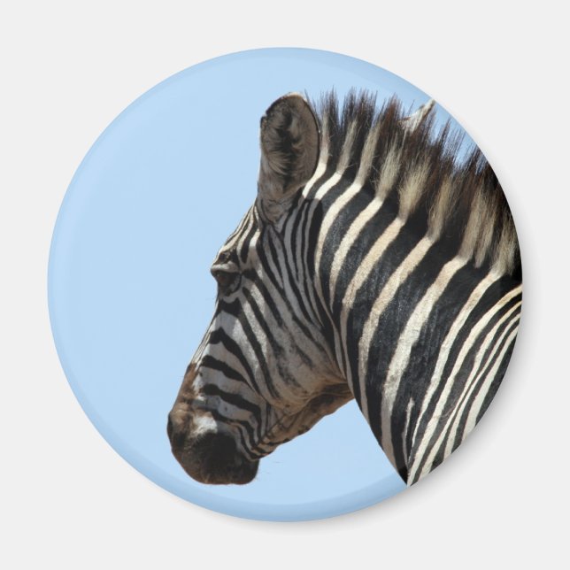 Zebra blau magnet (Vorne)
