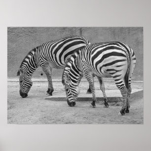 Zebra Buddies Poster